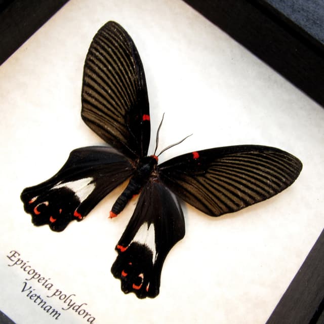 Rare framed moth taxidermy - Epicopeia polydora - Butterfly mimic