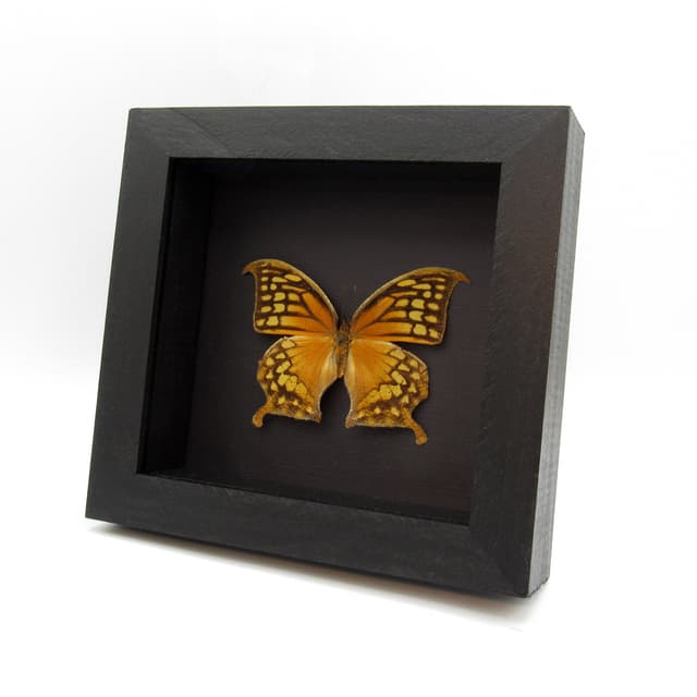Rare orange butterfly framed taxidermy - Consul excellens - female