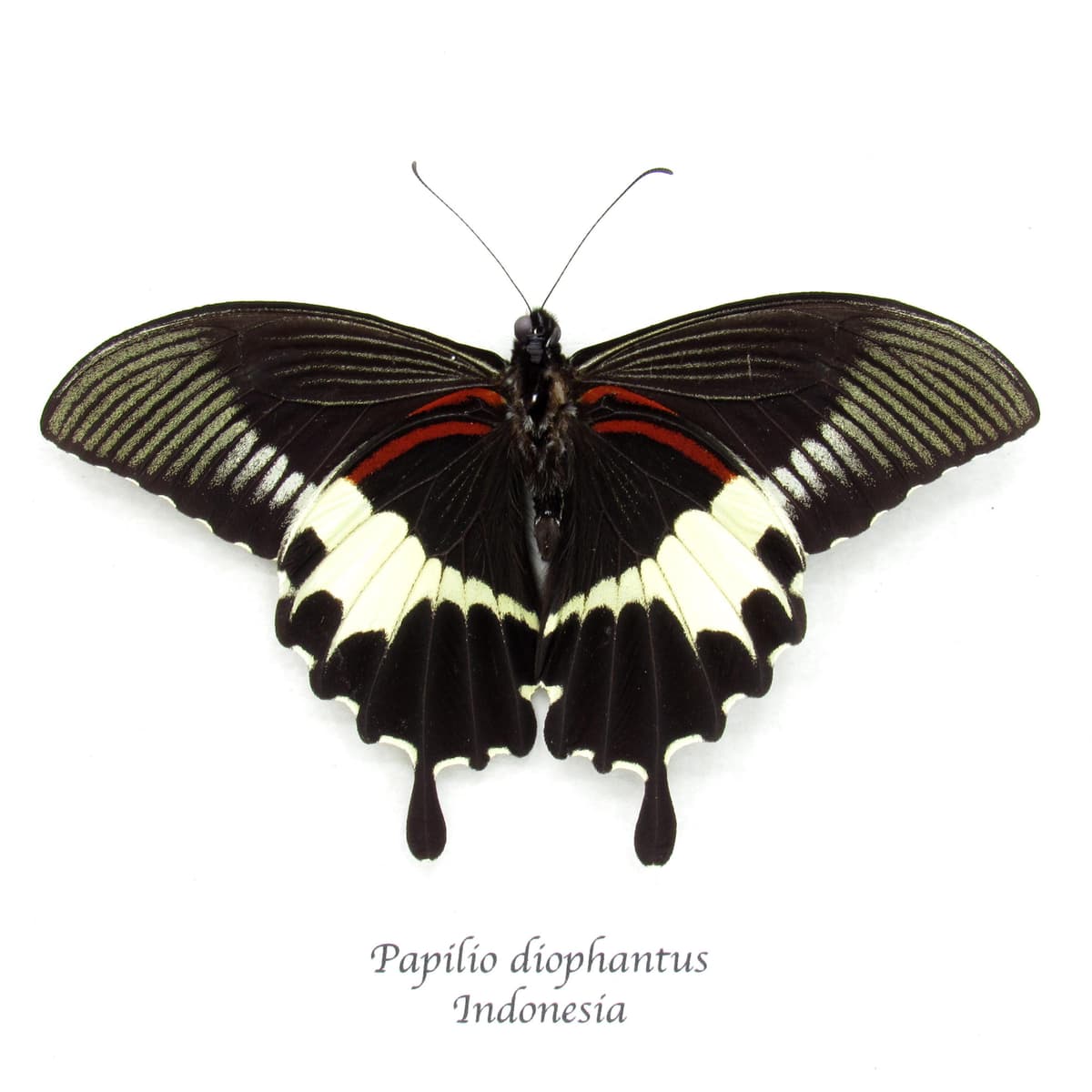Real black Swallowtail butterfly framed taxidermy - Papilio diophantus - Victorian mount