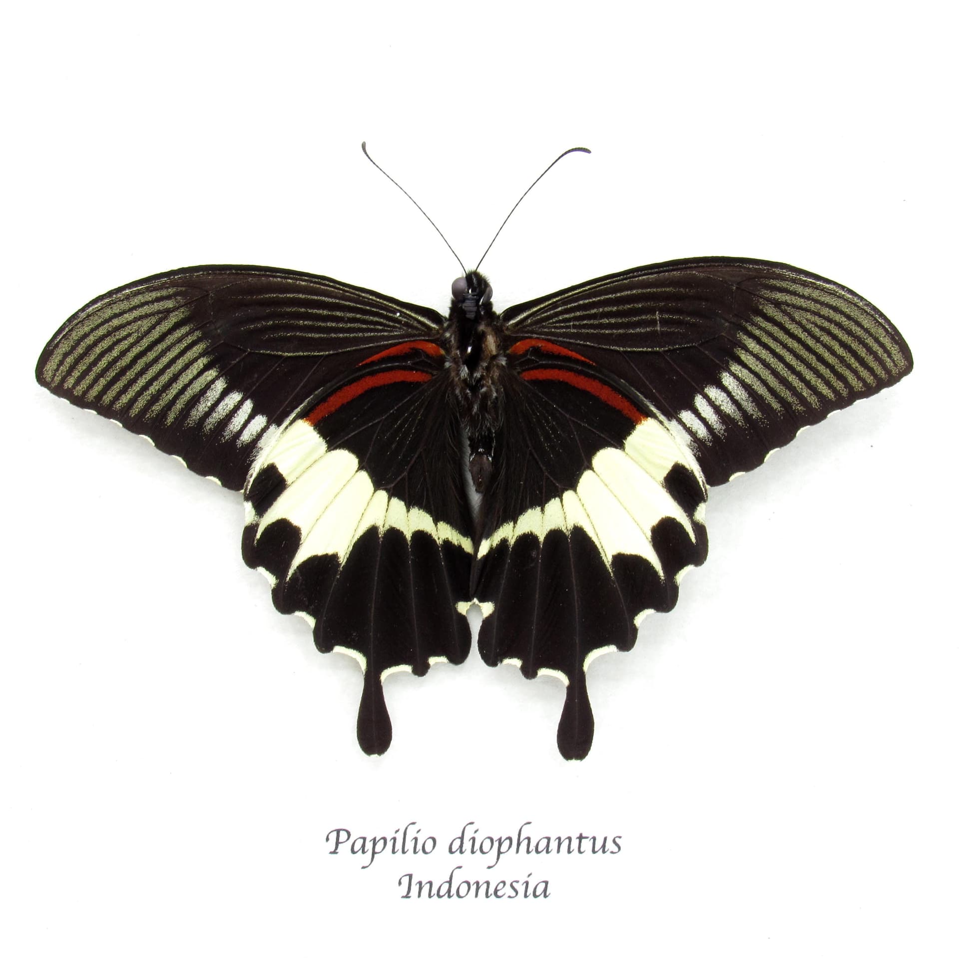 Real black Swallowtail butterfly framed taxidermy - Papilio diophantus - Victorian mount