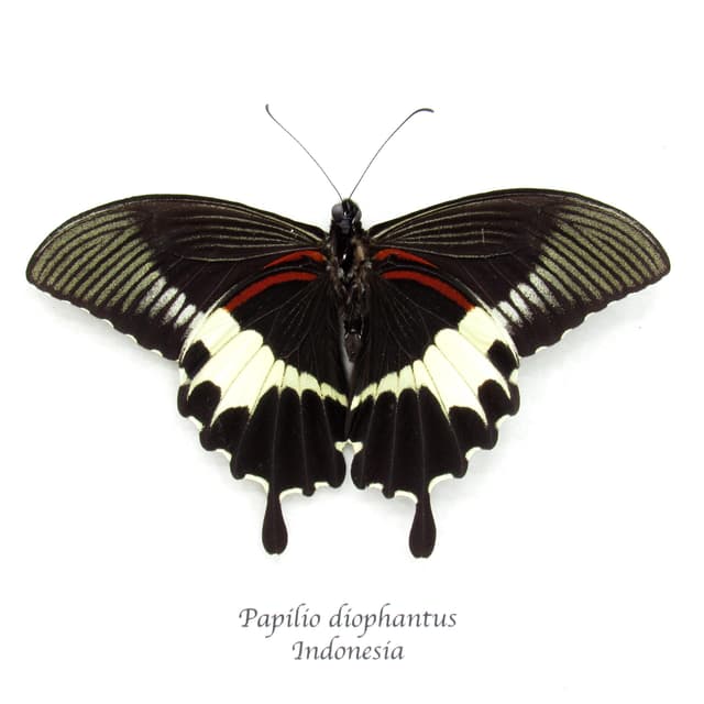 Real black Swallowtail butterfly framed taxidermy - Papilio diophantus - Victorian mount