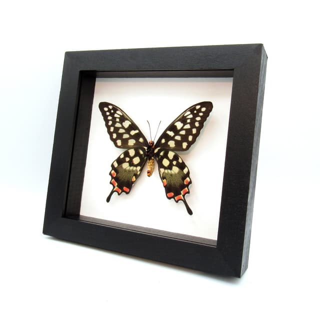 Real Giant Swallowtail butterfly framed taxidermy - Papilio antenor