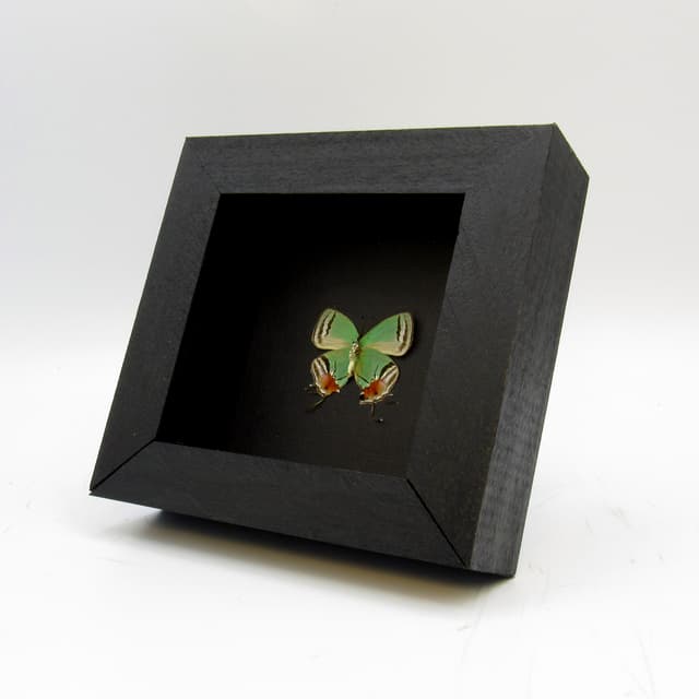 Rare green Hairstreak butterfly framed taxidermy - Lamasina species