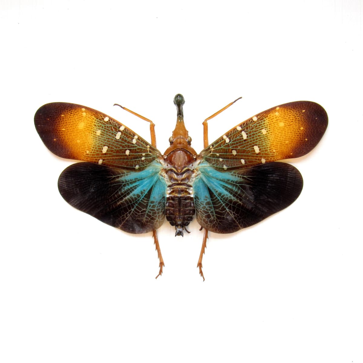 Real Blue Lanternfly framed taxidermy - Pyrops gunjii