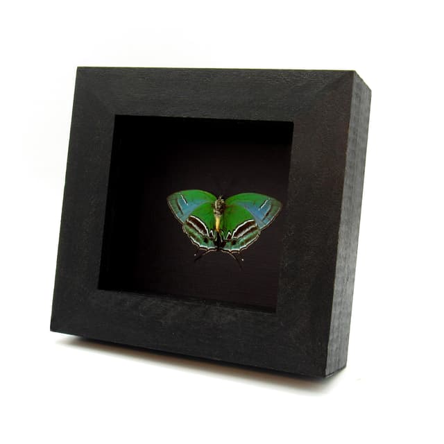 Rare metallic green Hairstreak butterfly framed taxidermy - Evenus sumptuosa - Victorian mount