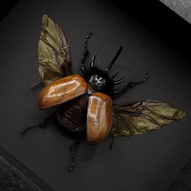 Real large Rhinoceros beetle framed taxidermy - Eupatorus gracilicornis