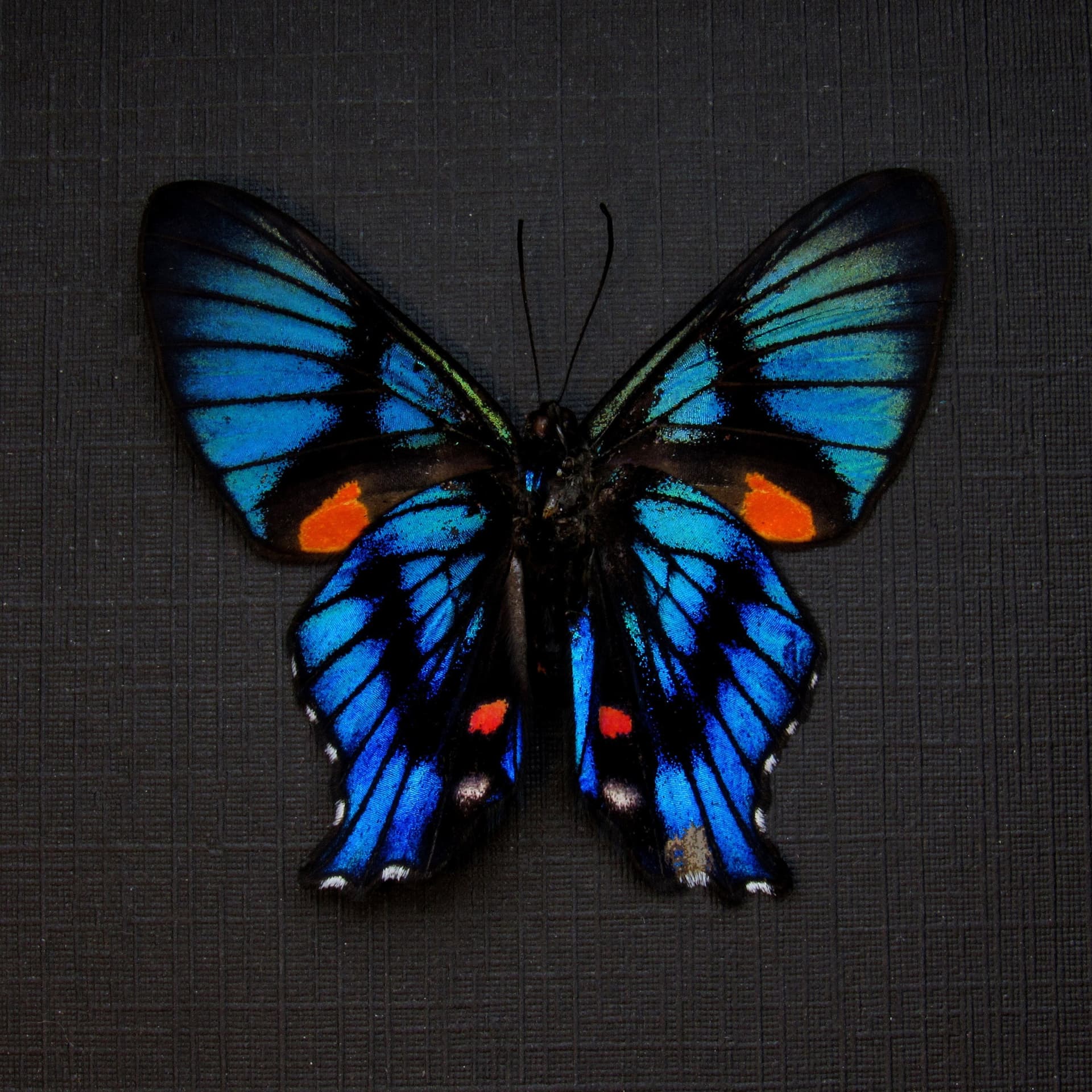 Rare Metalmark butterfly framed taxidermy - Ancyluris inca