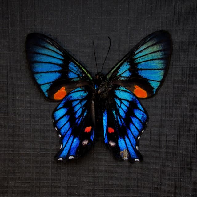 Rare Metalmark butterfly framed taxidermy - Ancyluris inca