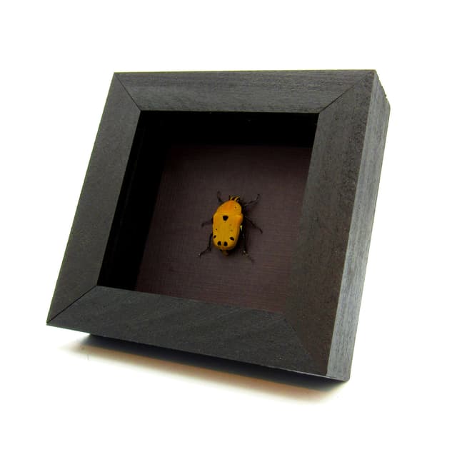 Real yellow African Scarab beetle framed taxidermy - Euchroea auripigmenta