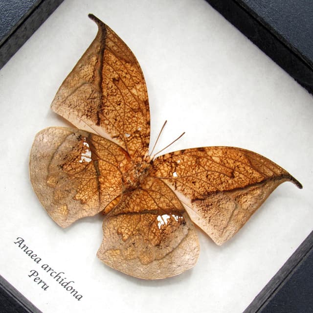 Real dead leaf butterfly framed taxidermy - Anaea archidona
