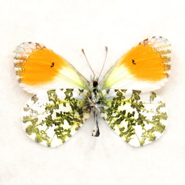 Real tiny Orange Tip butterfly framed taxidermy - Anthocharis cardamines