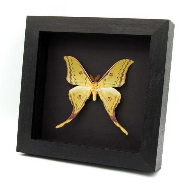 Very rare Hybrid Moon moth framed specimen - Actias sinensis x Graellsia isabellae