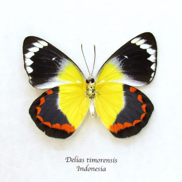 Real yellow Delias butterfly framed taxidermy - Delias timorensis
