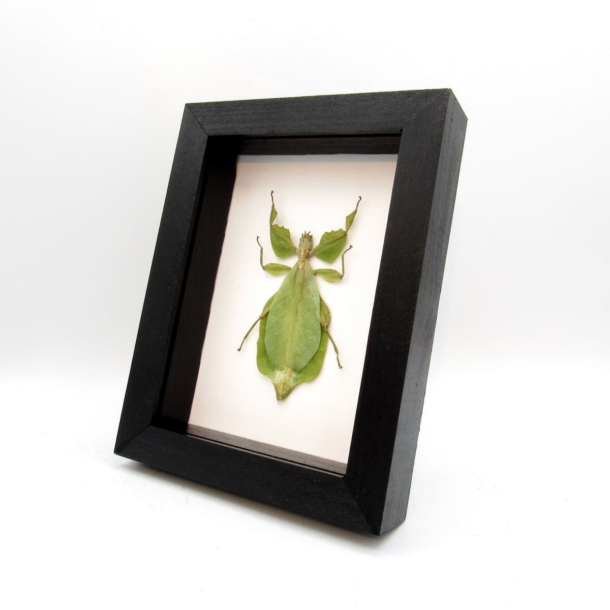 Real Walking Leaf insect framed taxidermy - Phyllium celebicum - female
