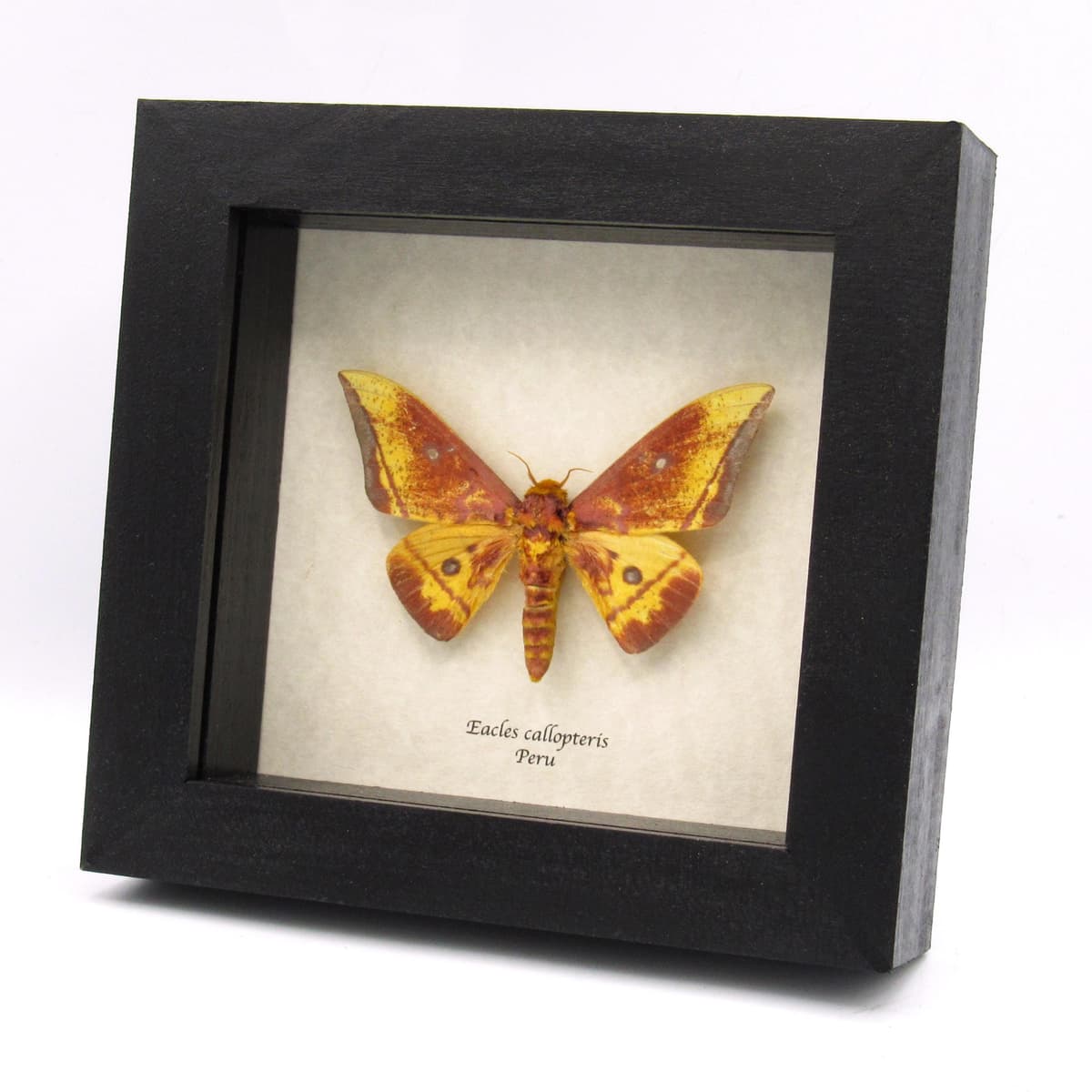 Rare Saturn moth framed taxidermy - Eacles callopteris