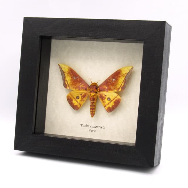 Rare Saturn moth framed taxidermy - Eacles callopteris