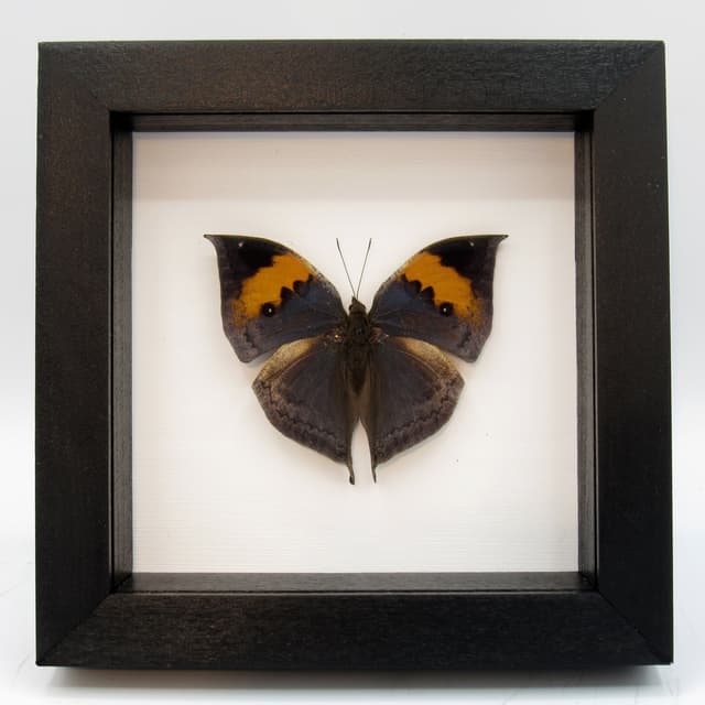 Real Blue Leaf butterfly - Kallima inachus - Victorian mount