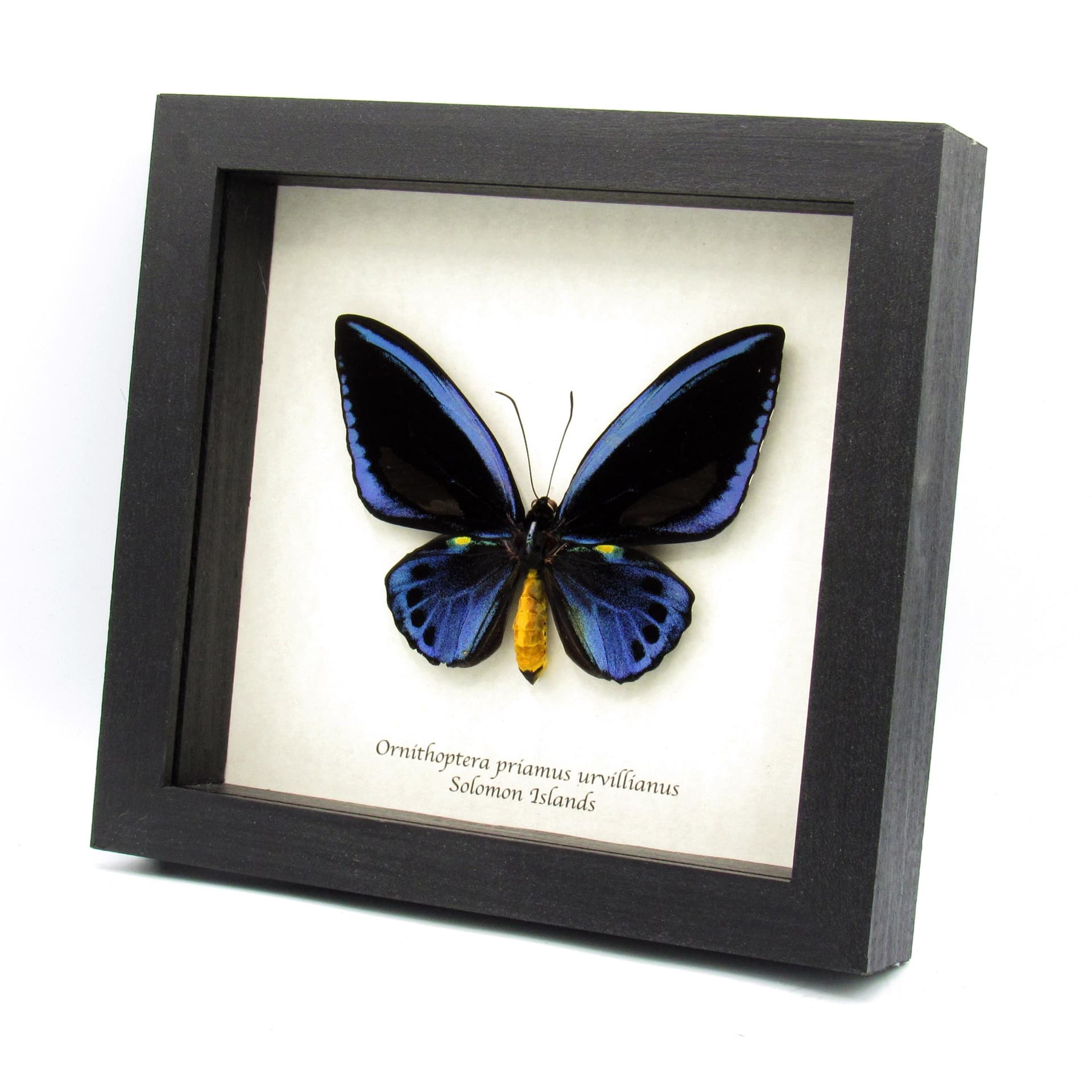 Rare XL Blue Birdwing butterfly framed taxidermy - Ornithoptera priamus urvillianus