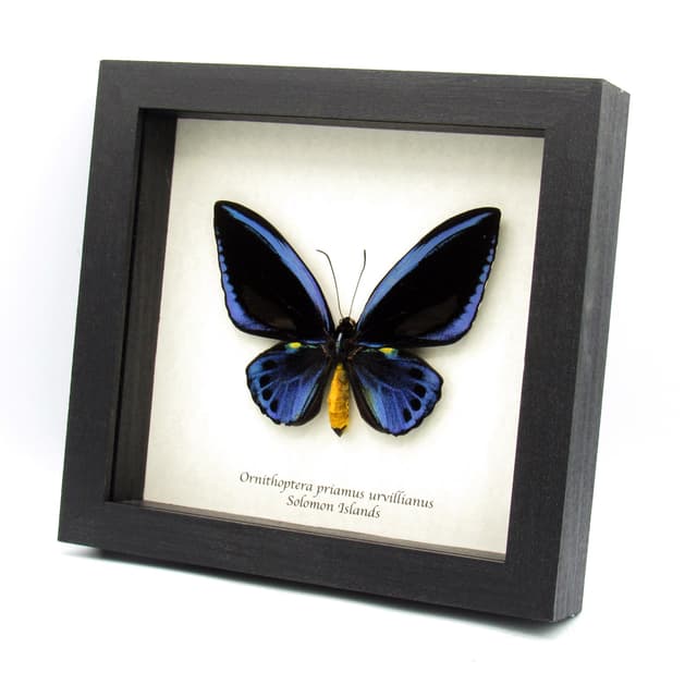 Rare XL Blue Birdwing butterfly framed taxidermy - Ornithoptera priamus urvillianus
