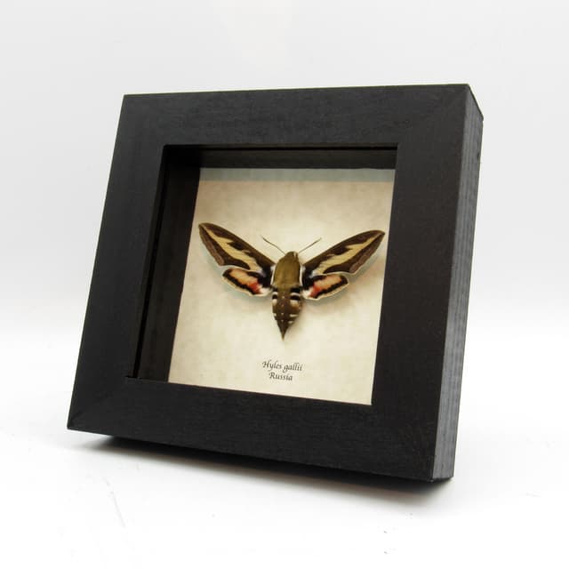 Real Bedstraw Hawkmoth framed taxidermy - Hyles gallii