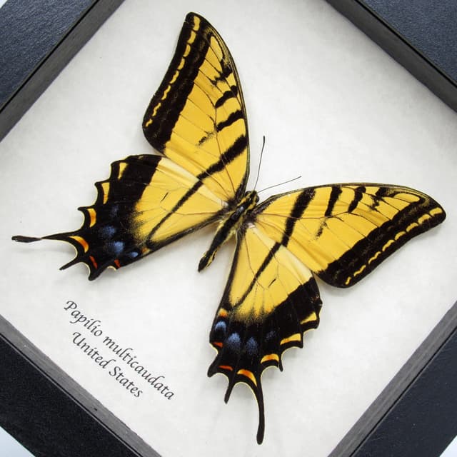 Real large Two-Tailed Swallowtail framed - Papilio multicaudata - XL female
