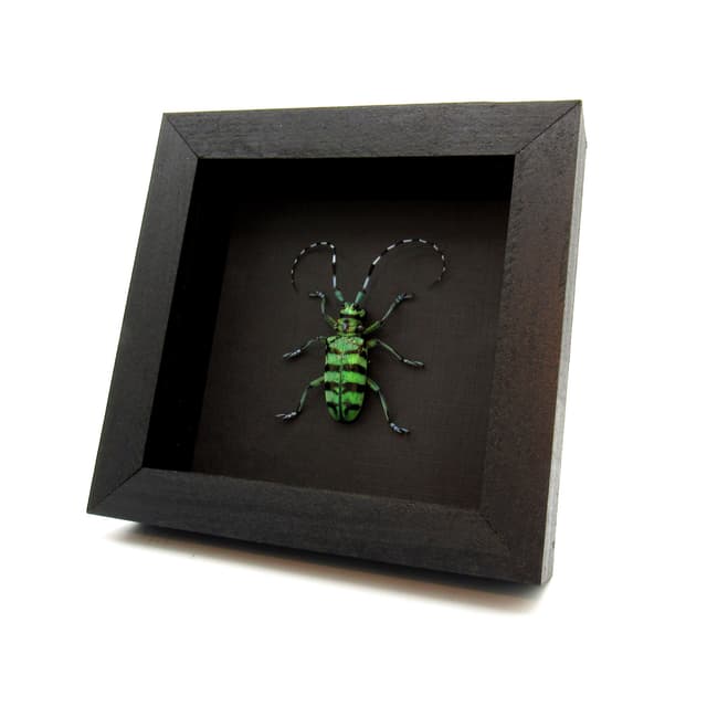 Large real green Longhorn beetle framed taxidermy - Anoplophora birmanica - female