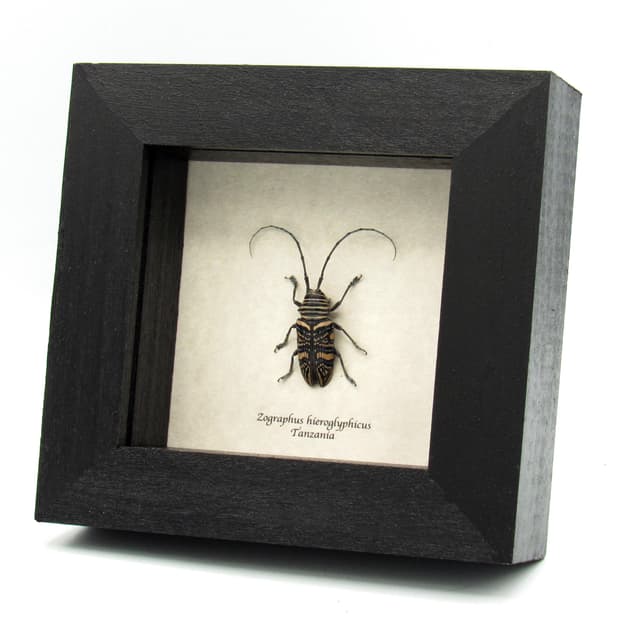 Real Hieroglyphic Longhorn beetle framed taxidermy - Zographus hieroglyphicus - female