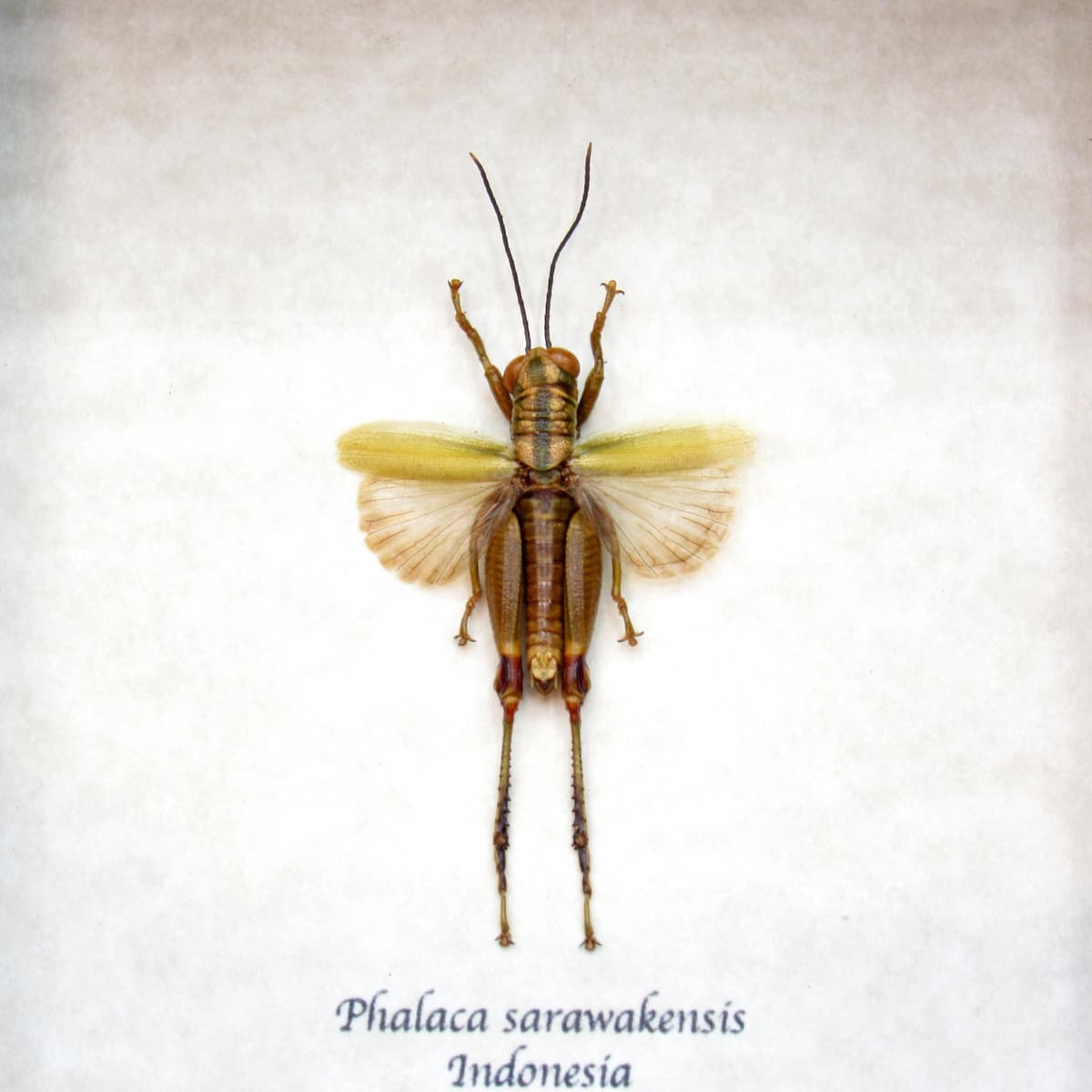 Real tiny green Grasshopper framed taxidermy - Phalaca sarawakensis