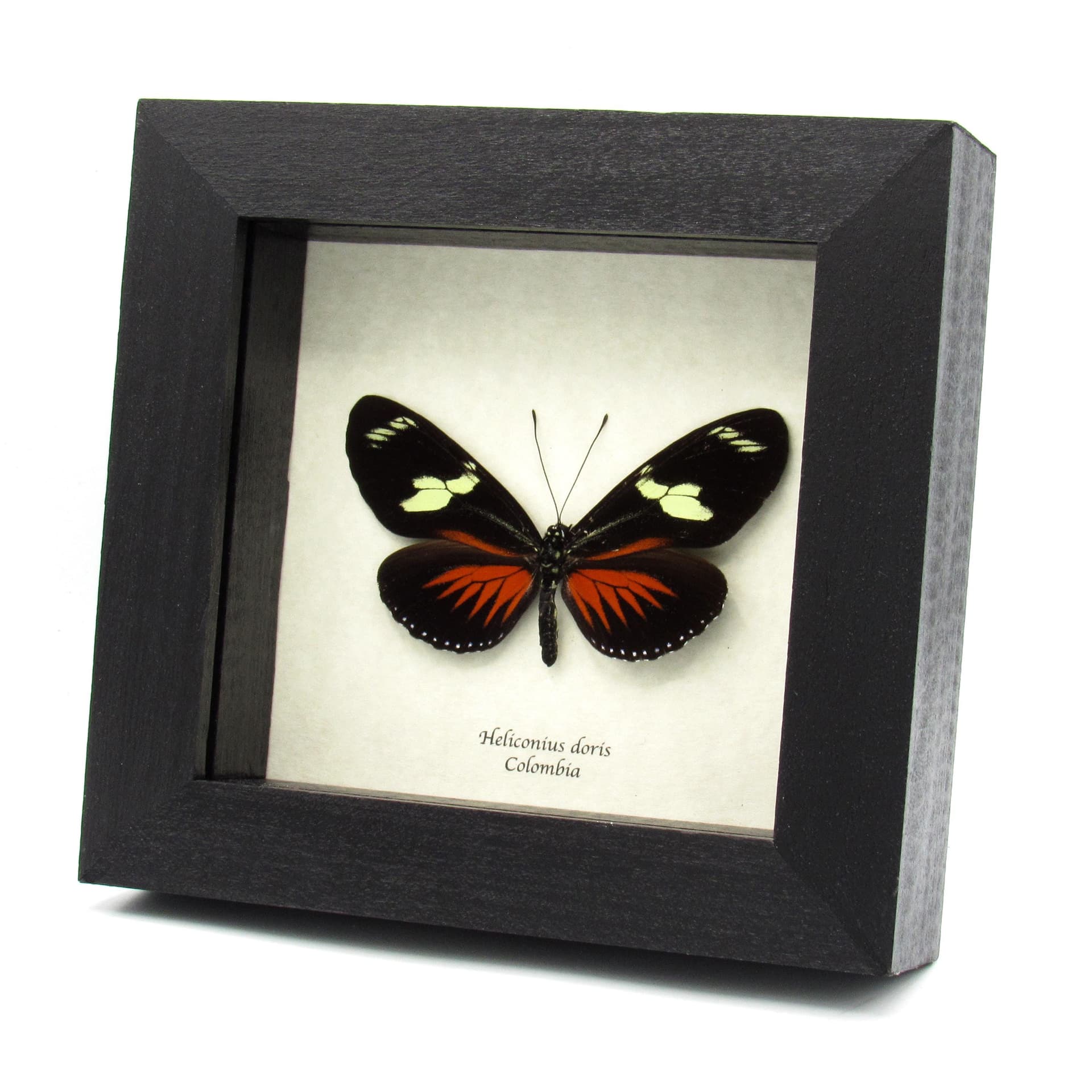 Real red longwing framed taxidermy butterfly - Heliconius doris