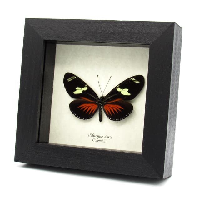 Real red longwing framed taxidermy butterfly - Heliconius doris