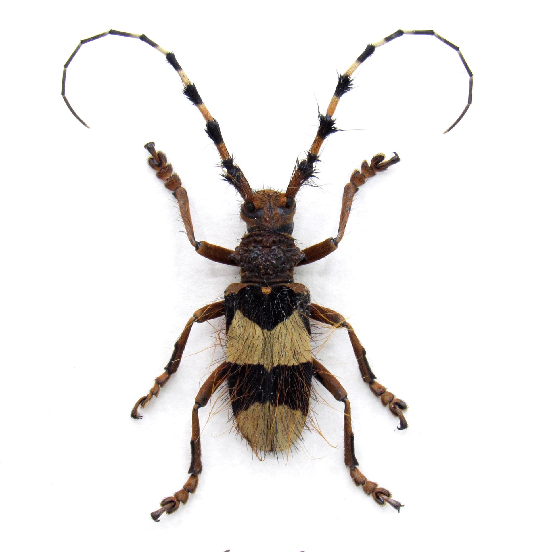 Rare hairy Longhorn beetle framed taxidermy - Arctolamia fasciata