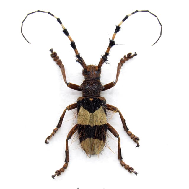 Rare hairy Longhorn beetle framed taxidermy - Arctolamia fasciata