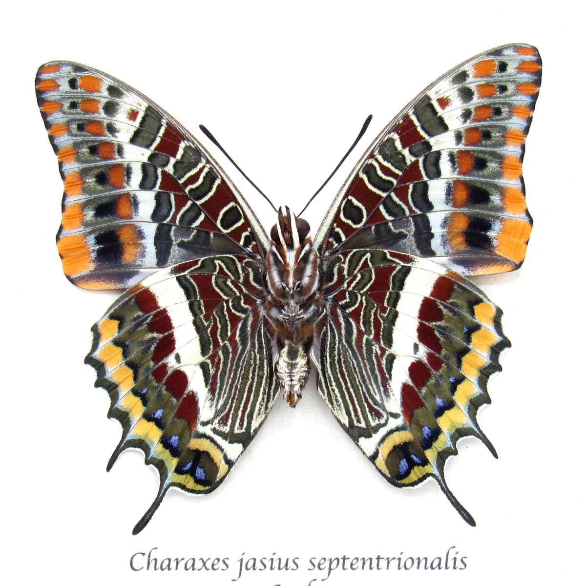 Rare Two-tailed Pasha butterfly framed taxidermy - Charaxes jasius septentrionalis