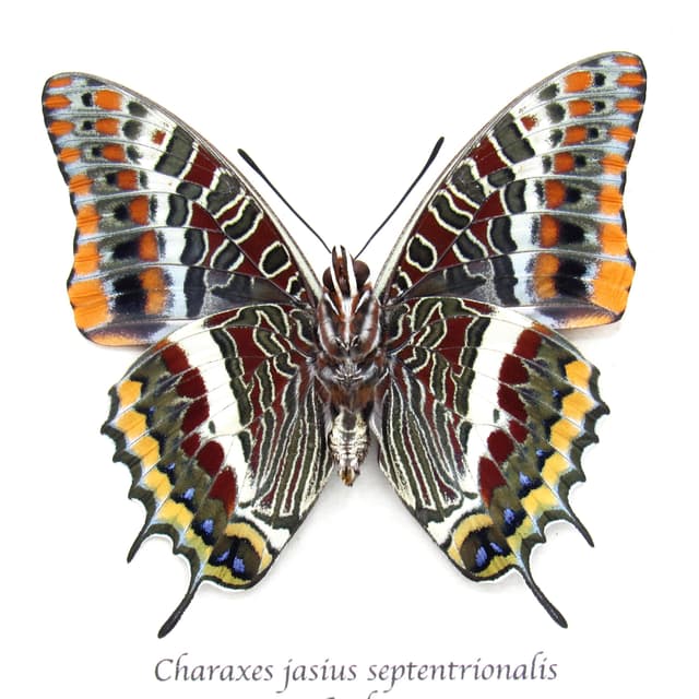 Rare Two-tailed Pasha butterfly framed taxidermy - Charaxes jasius septentrionalis