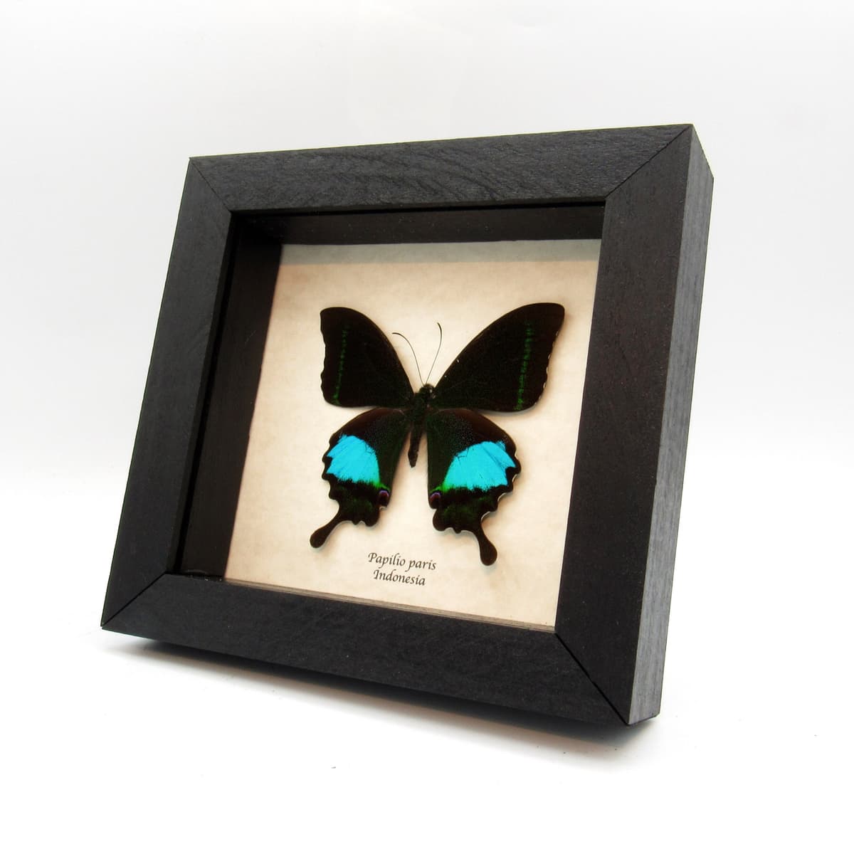 Real Peacock Swallowtail butterfly framed taxidermy - Papilio paris
