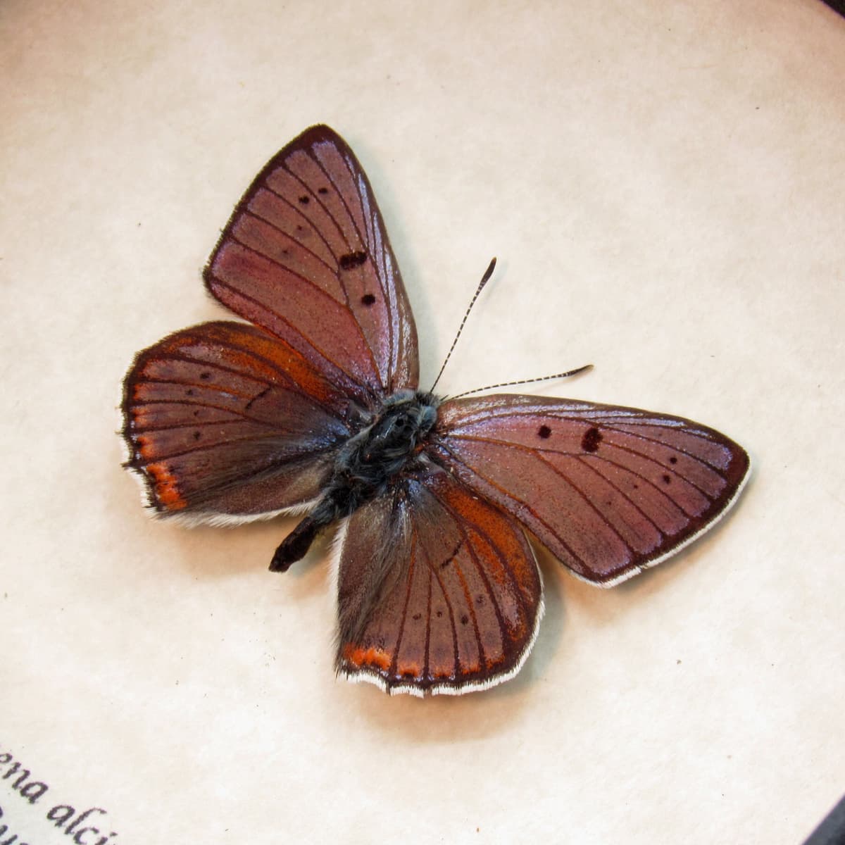 Real purple butterfly framed taxidermy - Lycaena alciphron