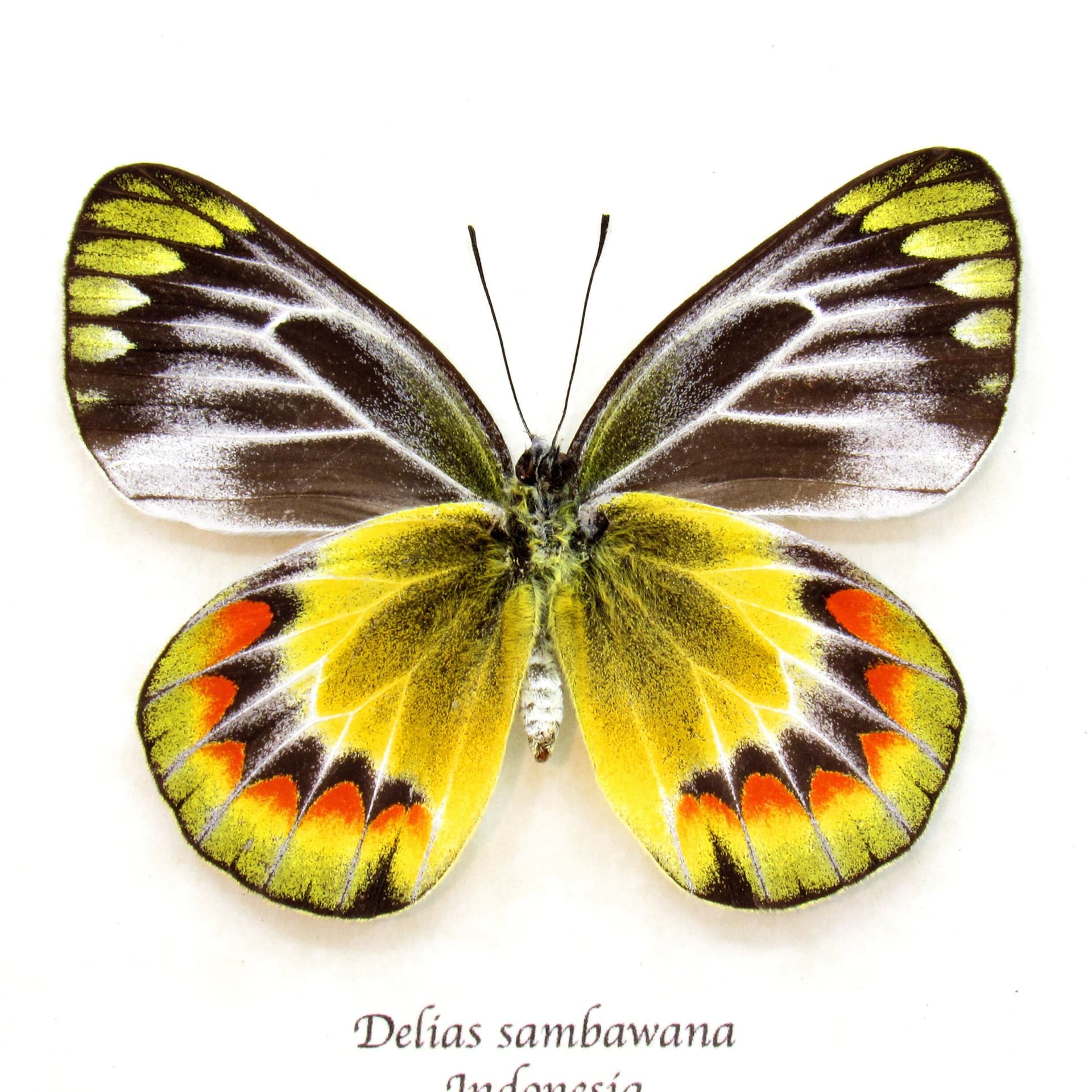 Rare yellow Delias butterfly framed taxidermy - Delias sambawana - female
