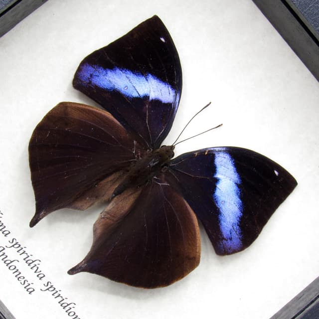 Rare Leafwing butterfly framed specimen - Kallima spiridiva spiridion