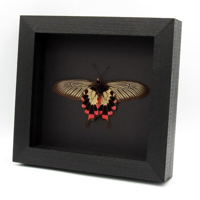 Real red Swallowtail butterfly framed taxidermy - Pachliopta oreon - Victorian mount