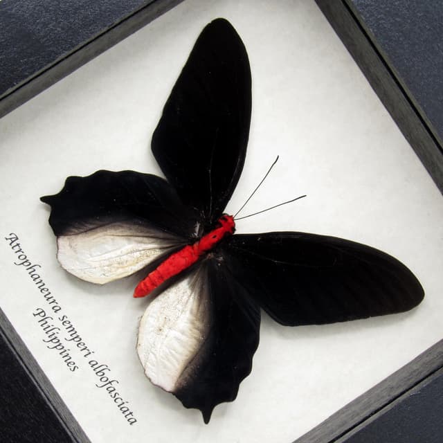 Real Vampire butterfly framed taxidermy - Atrophaneura semperi albofasciata