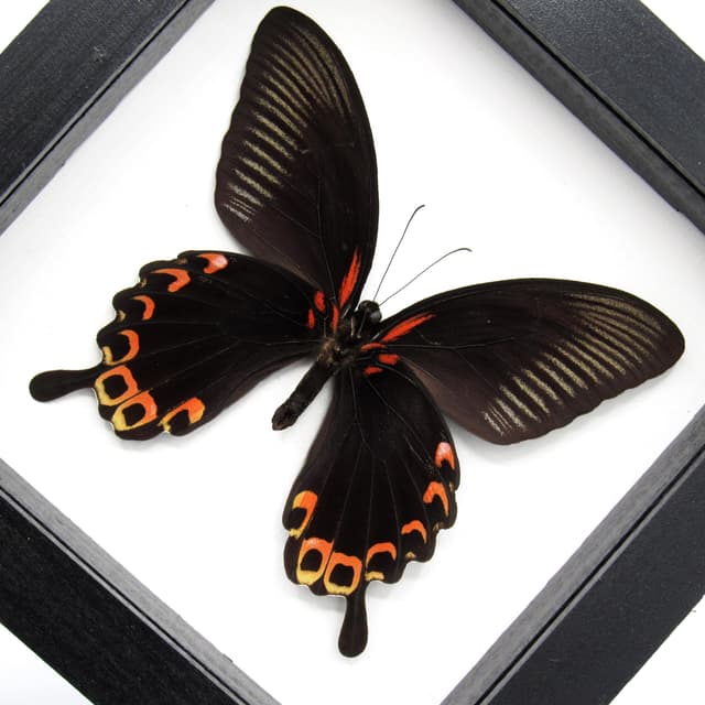 Real Giant Swallowtail butterfly framed taxidermy - Papilio deiphobus