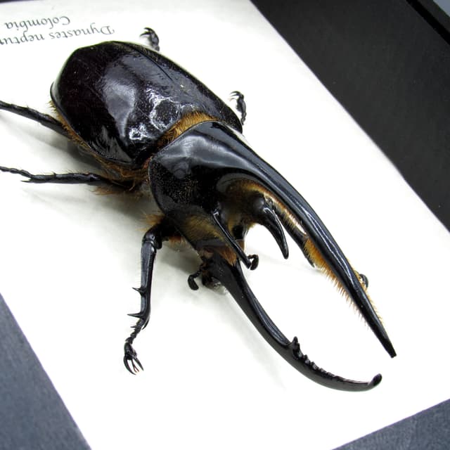 Real Giant Neptune beetle framed taxidermy - Dynastes neptunus