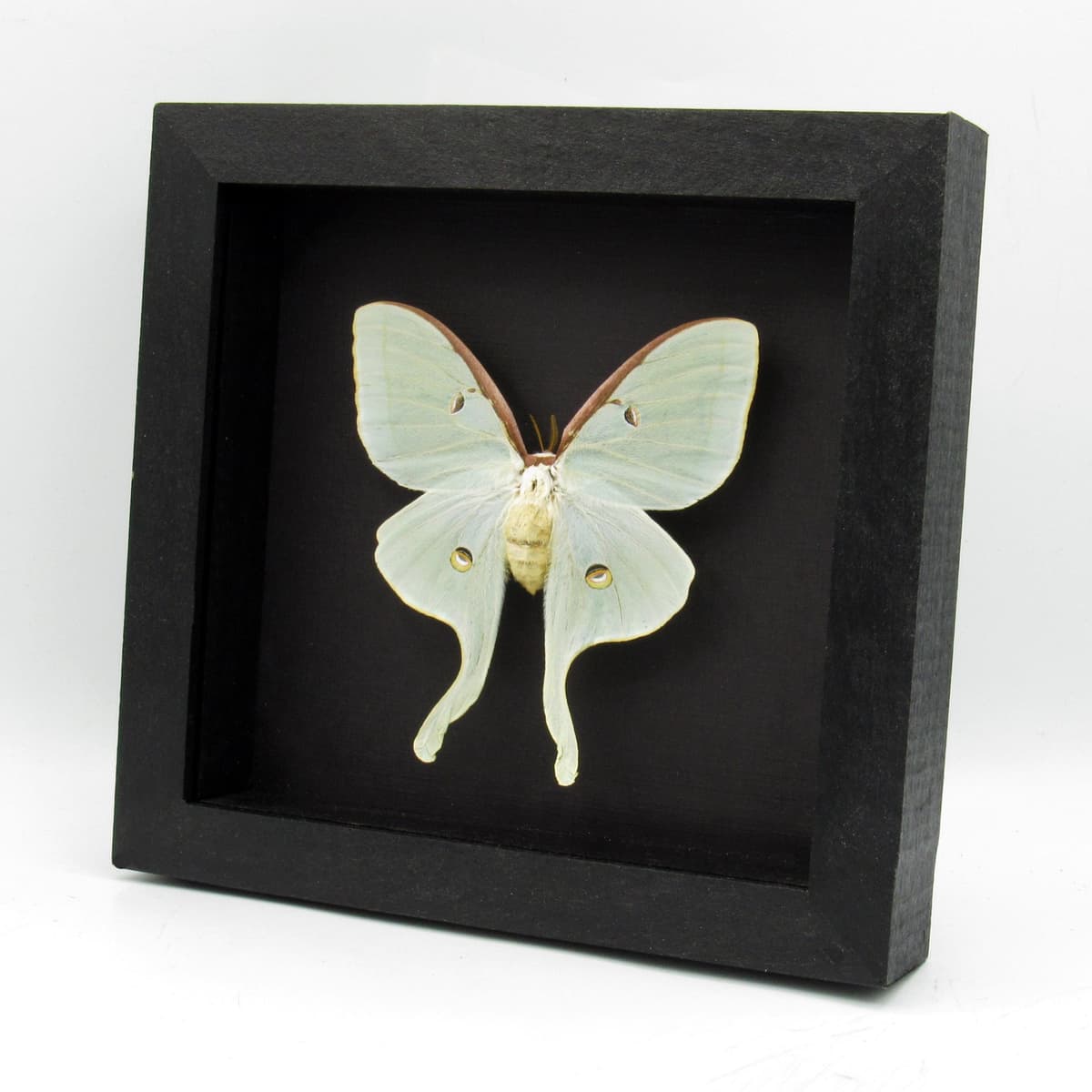 Real XL Luna Moon moth framed taxidermy - Actias luna - female