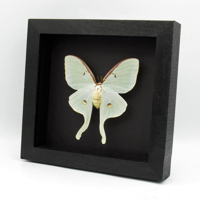 Real XL Luna Moon moth framed taxidermy - Actias luna - female
