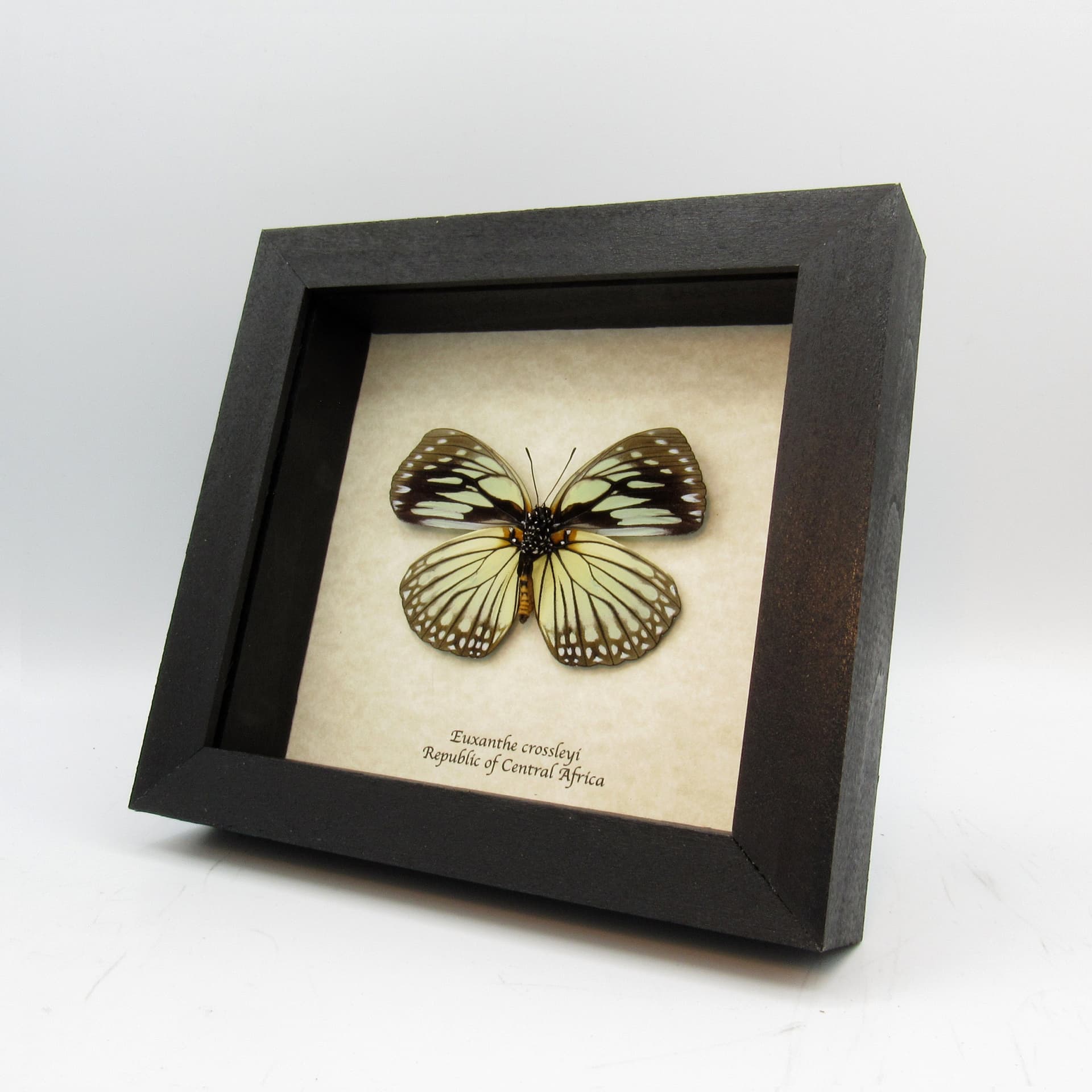 Real framed taxidermy butterfly - Euxanthe crossleyi