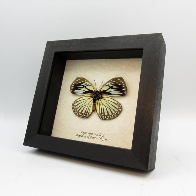 Real framed taxidermy butterfly - Euxanthe crossleyi