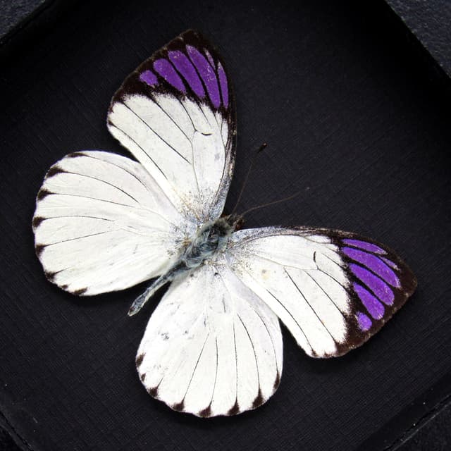 Real Purple Tip butterfly framed taxidermy - Colotis regina - 2