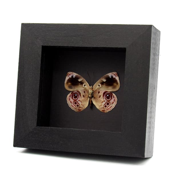 Real lavender butterfly framed taxidermy - Eunica amelia