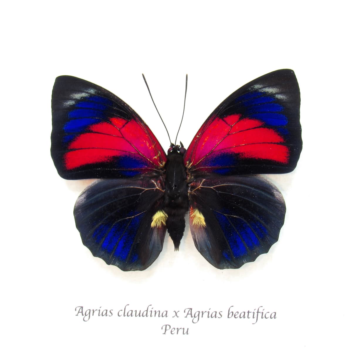 Stunning real hybrid Agrias butterfly framed taxidermy - Agrias claudina sardanapalus x Agrias beutifica