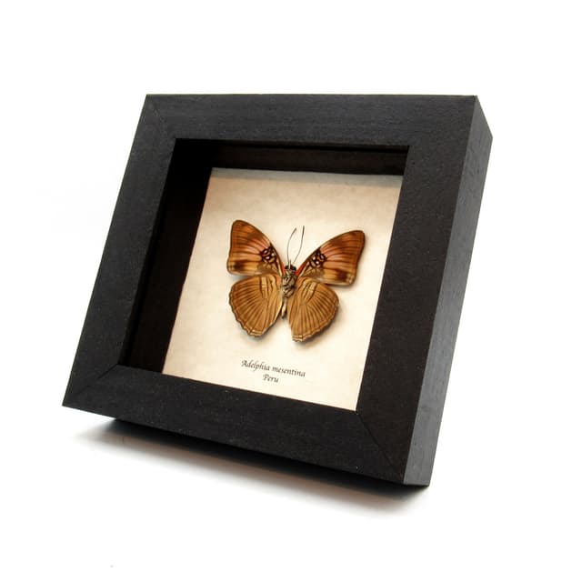 Real Mesentina Sister butterfly framed taxidermy - Adelphia mesentina